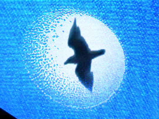 INDICTUS - still pictures 13